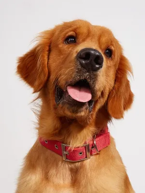 1pc Nylon Pet Collar