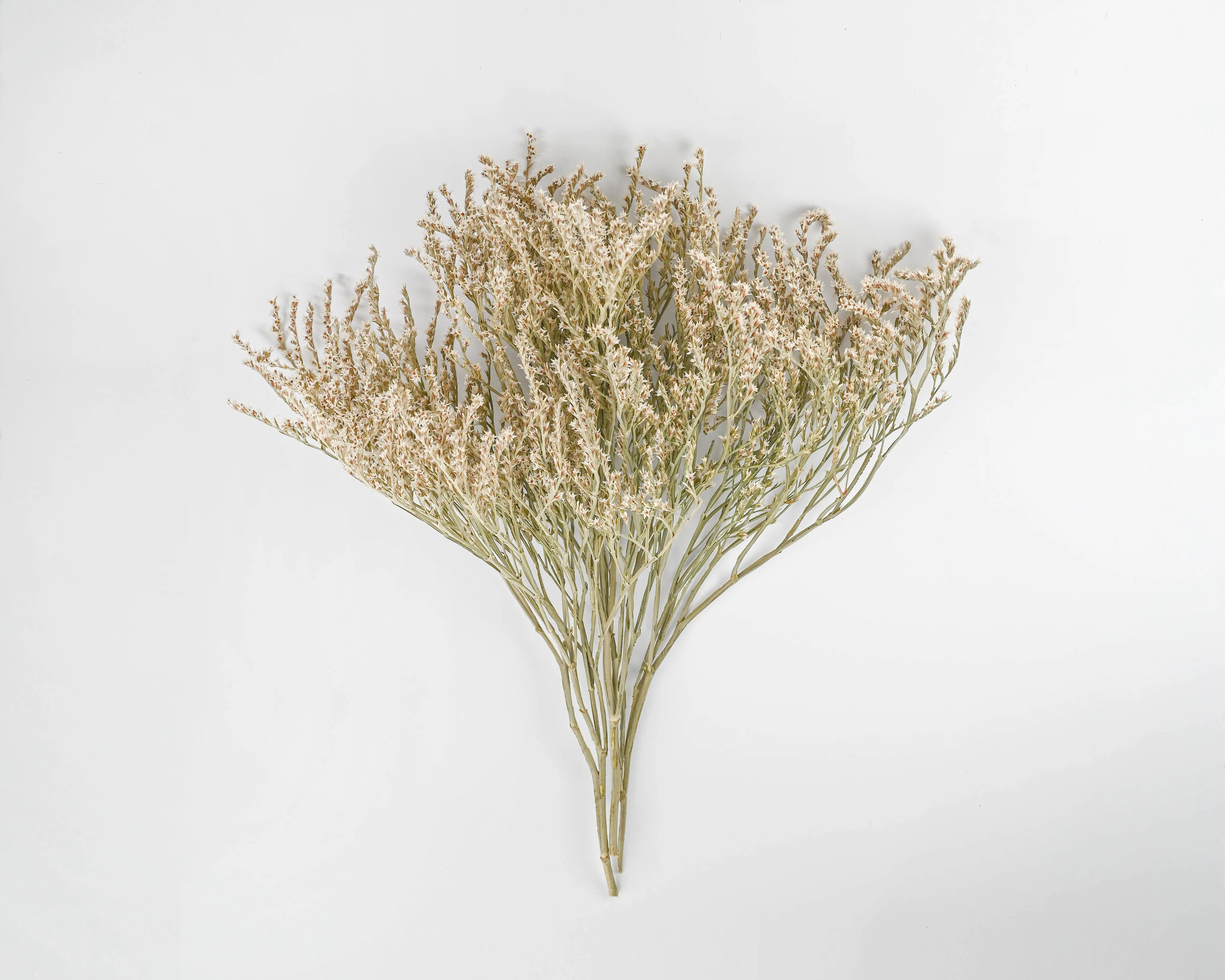 Bulk German Statice - White Tataricum