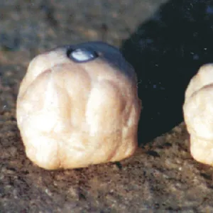 Enterprise Tackle Imitation Dog Biscuit